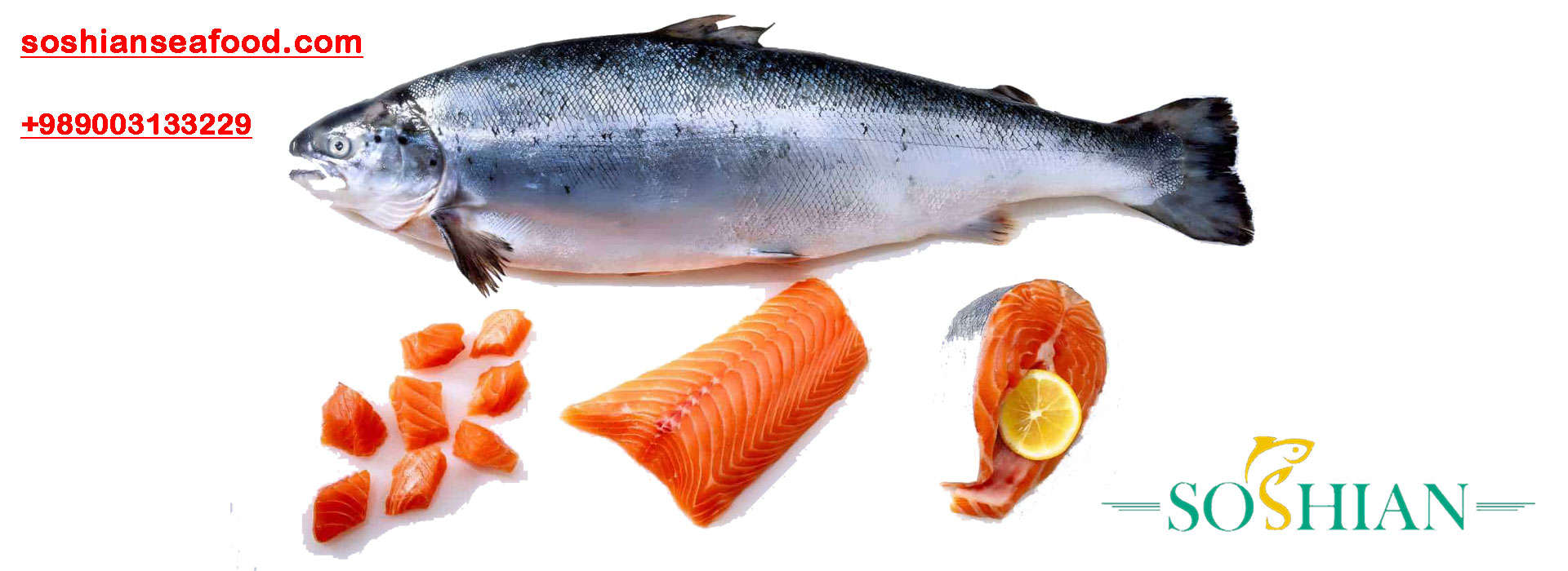 salmon fish