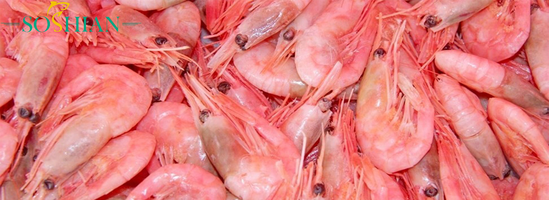 pink-shrimp